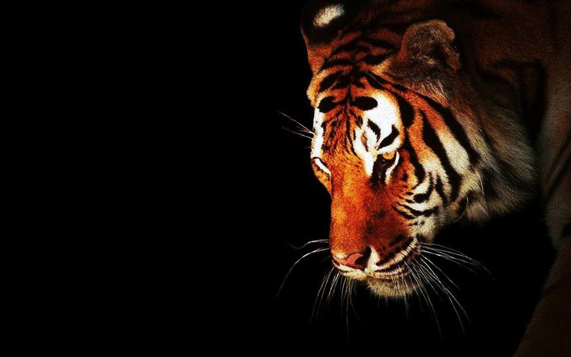 1920x1200 Black And White Tiger Wallpaper 1920x1200