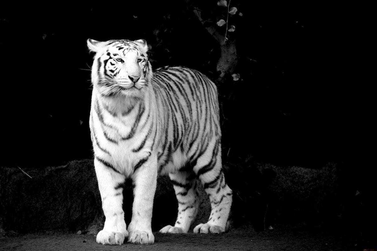 Black and White Tiger Wallpapers - Top Free Black and White Tiger