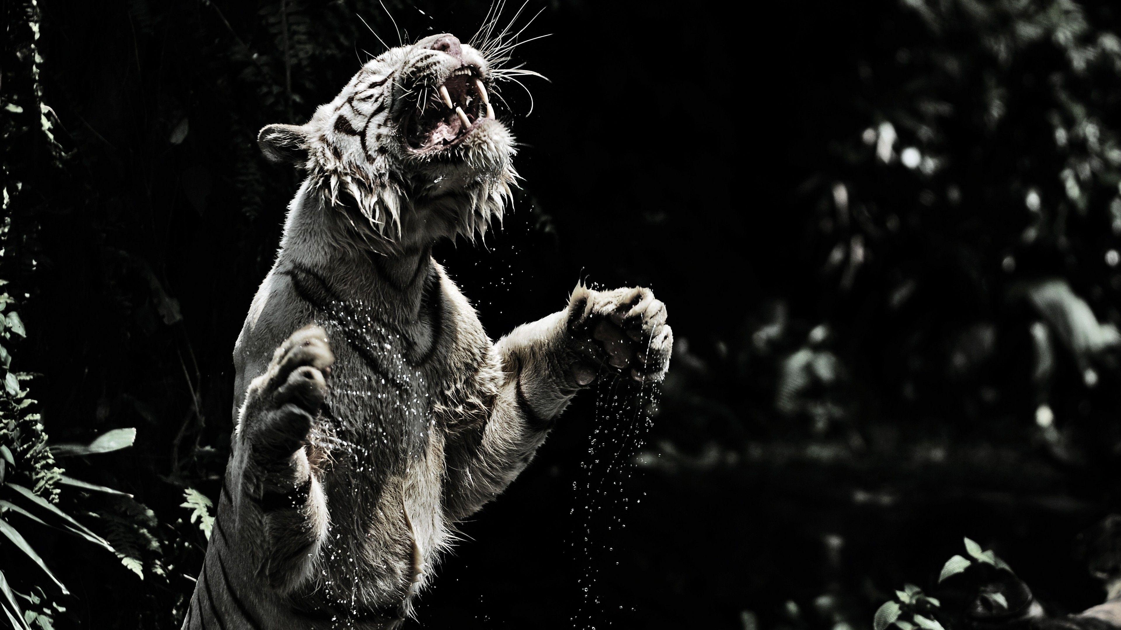 3840x2160 Download 3840x2160 White Tiger, Majestic, Roar, Water Splash