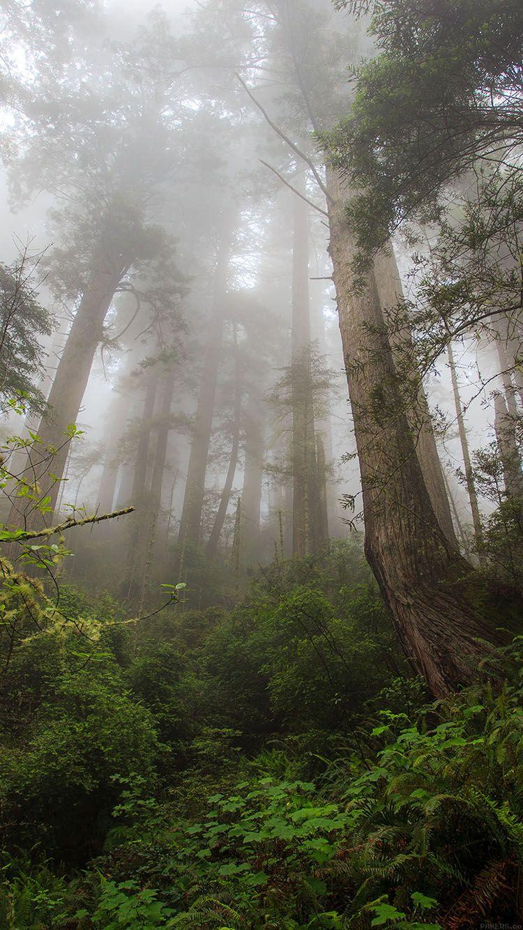 750x1334 Wallpaper Trails Wood Mountain