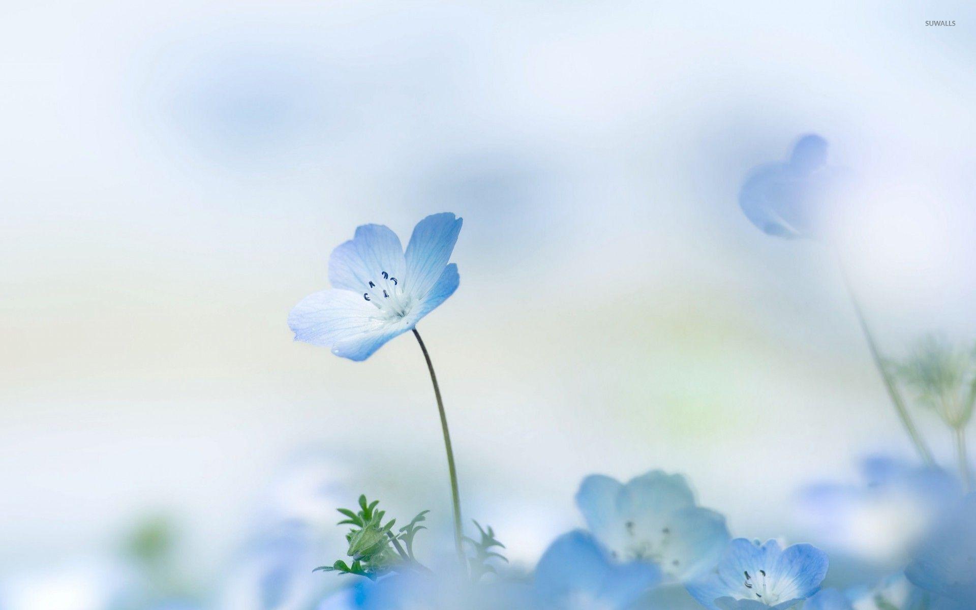 1920x1200 Blue Flower Wallpaper