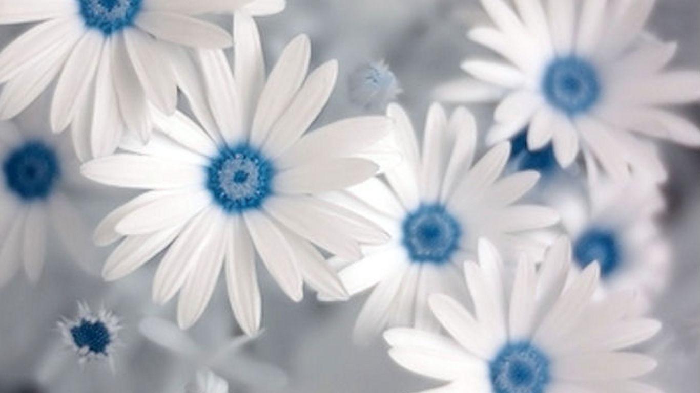 1366x768 White Flowers Wallpaper