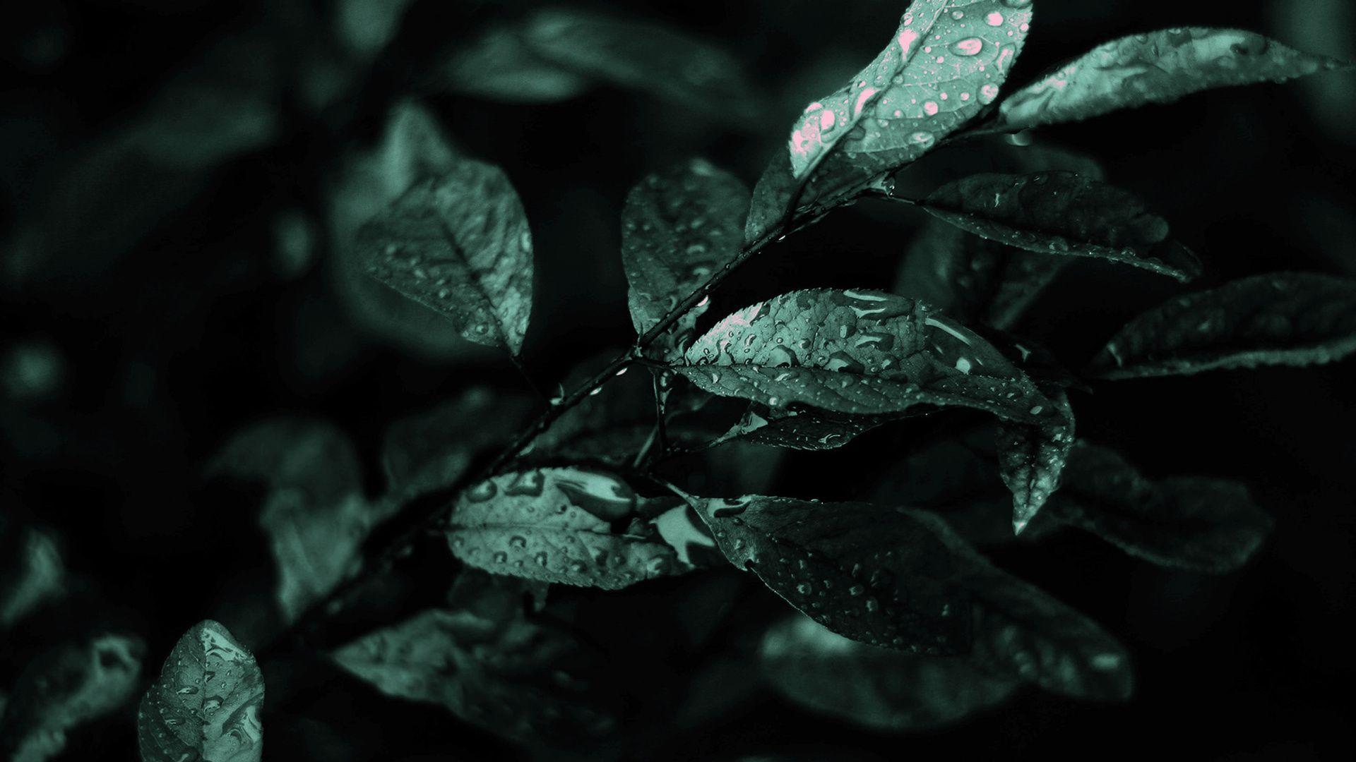 Dark Leaf Wallpapers - Top Free Dark Leaf Backgrounds - WallpaperAccess