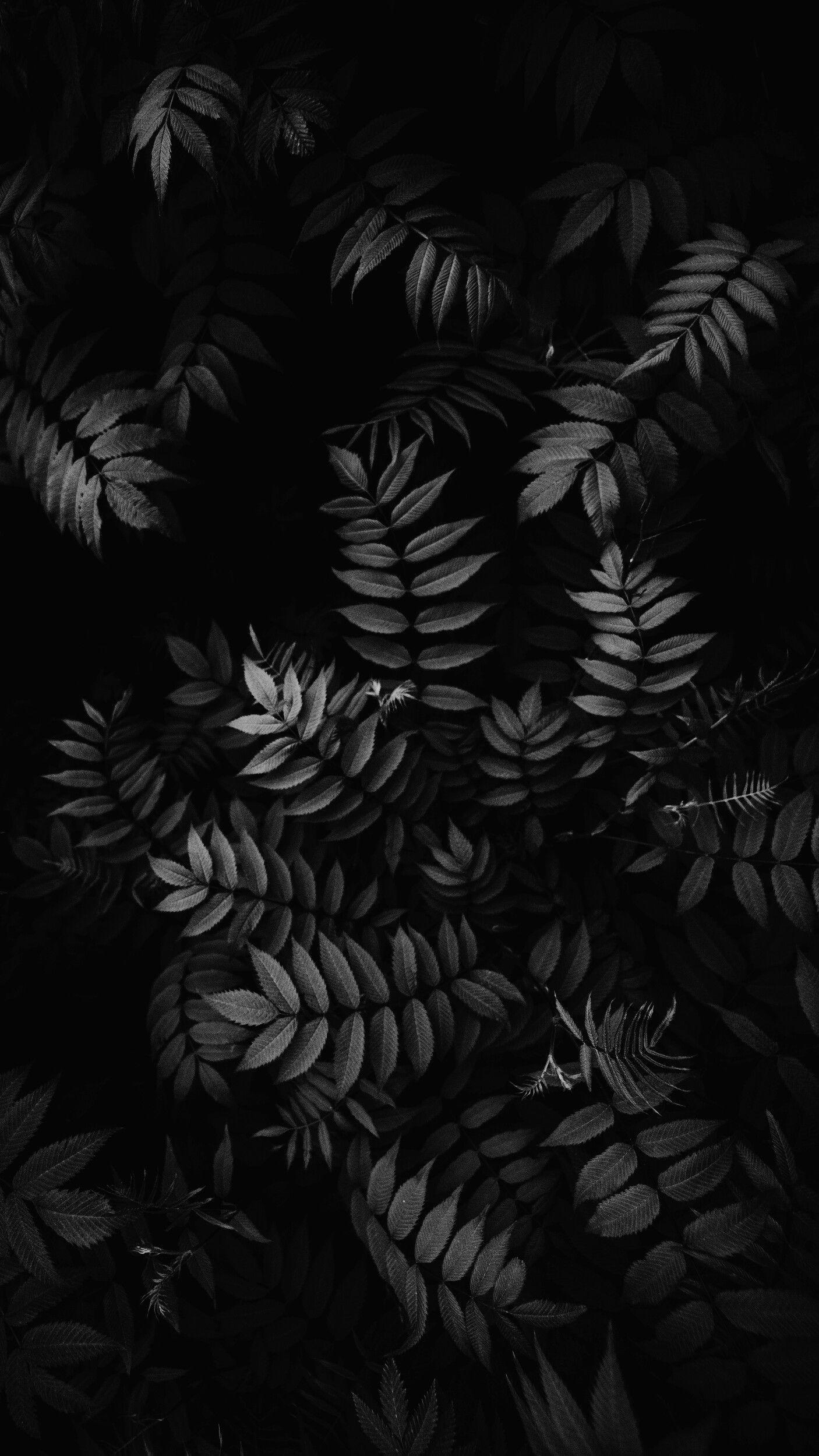 Black And White Leaf Pictures  Download Free Images on Unsplash