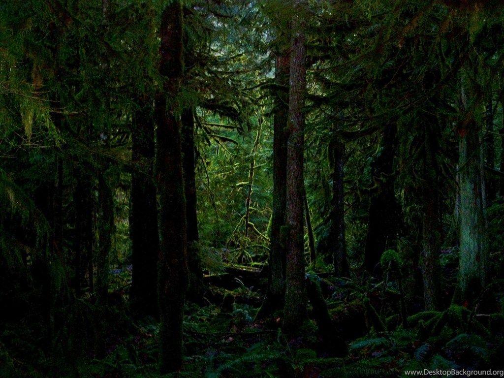1024x768 Full View And Download Dark Jungle Wallpaper Desktop Background