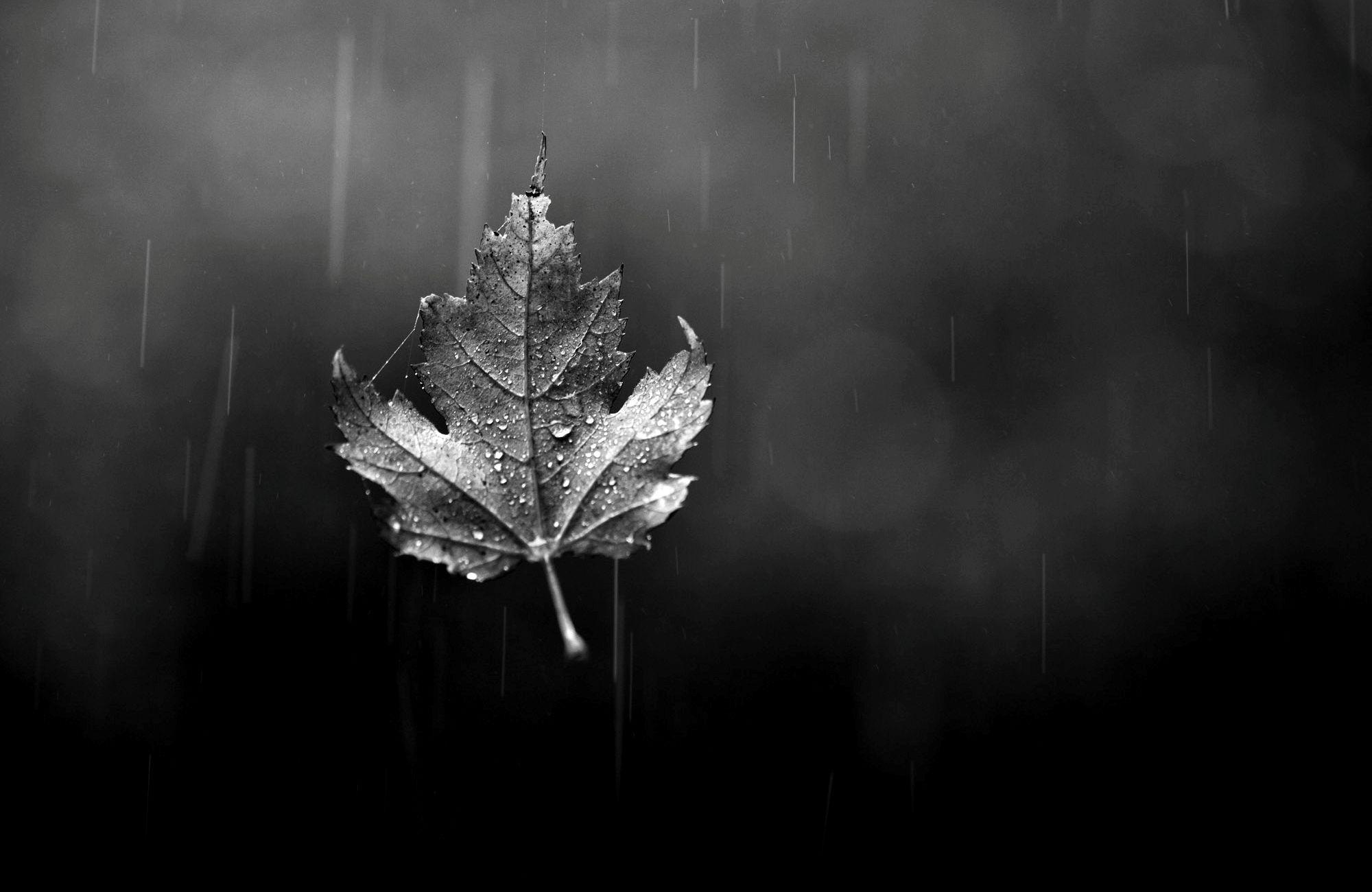 Black and White Leaf Wallpapers  Top Free Black and White Leaf Backgrounds   WallpaperAccess
