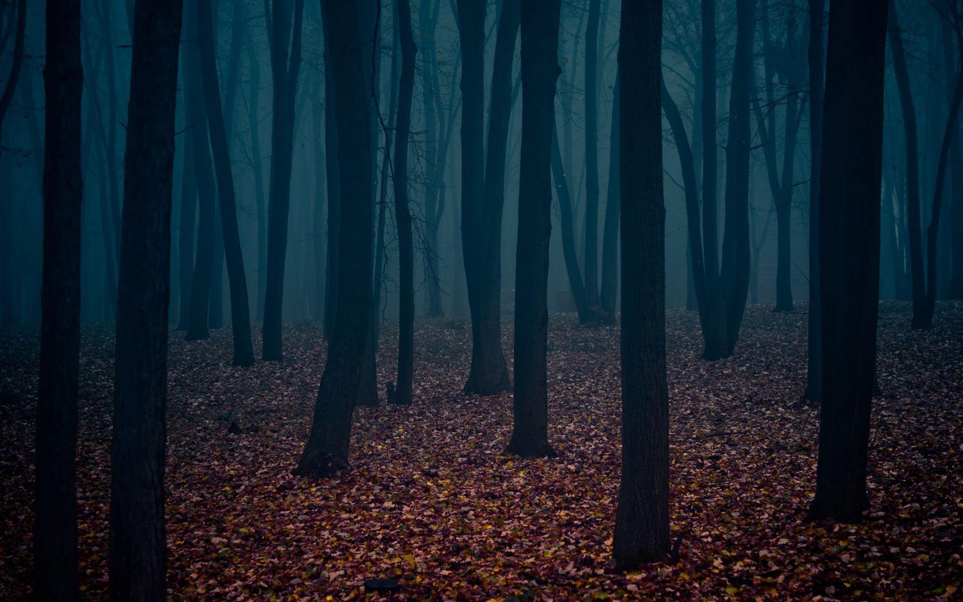 1920x1200 Dark Forest Wallpaper, 0.32 Mb