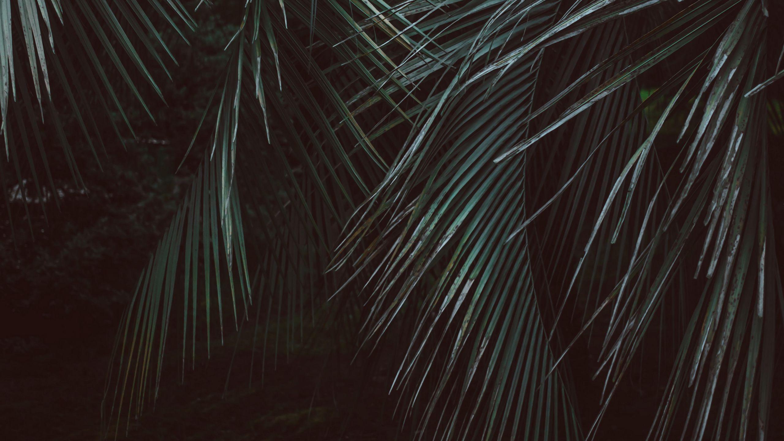 Dark Jungle Wallpapers - Top Free Dark Jungle Backgrounds - WallpaperAccess