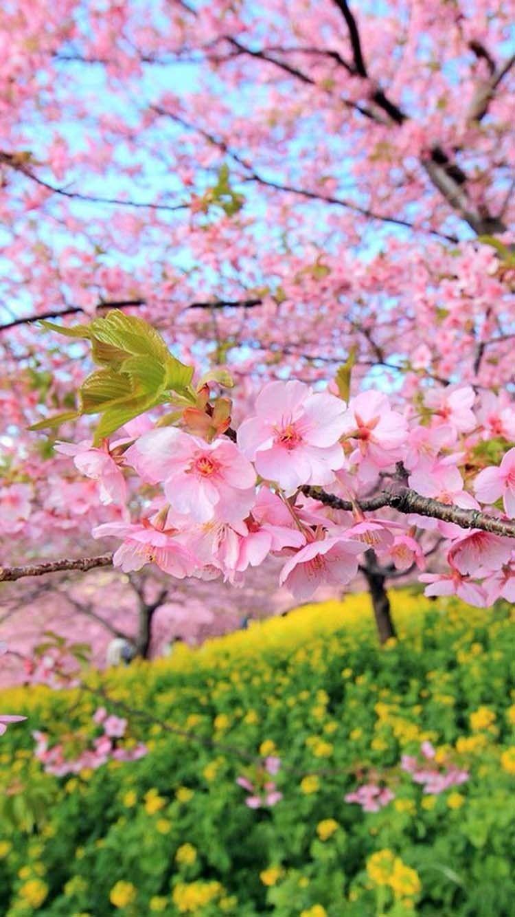750x1334 Sakura Park Wallpaper. Spring wallpaper, Beautiful