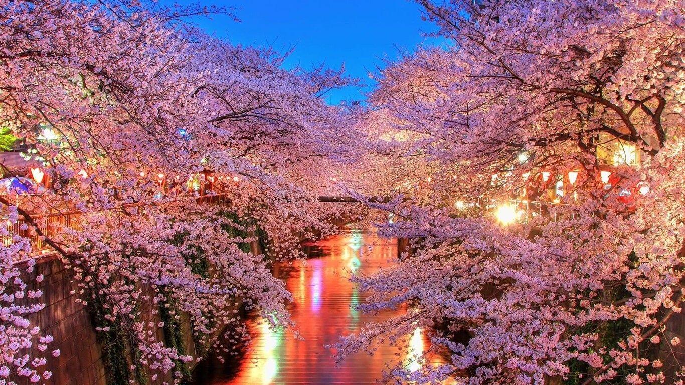 1366x768 Cherry Blossom Trees 1366x768 Resolution HD 4k Wallpaper, Image, Background, Photo and Picture