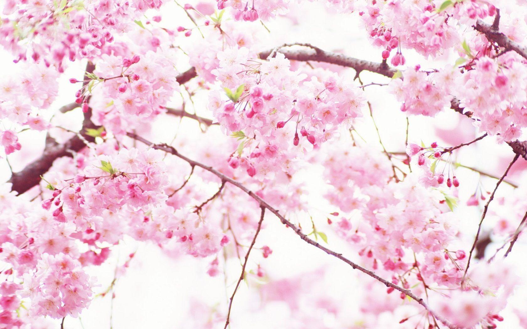 1680x1050 Sakura Blossom Wallpaper