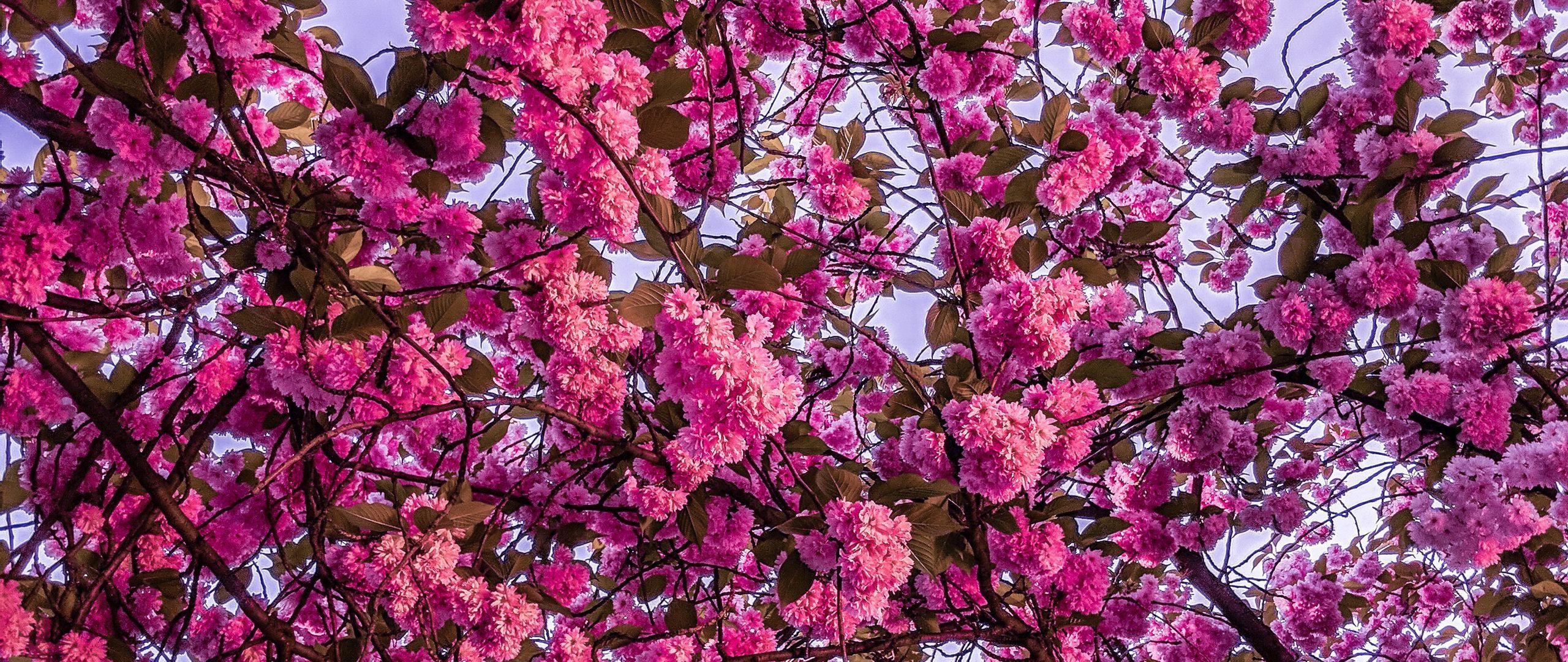 2560x1080 Download wallpaper 2560x1080 cherry blossom, sakura, bloom