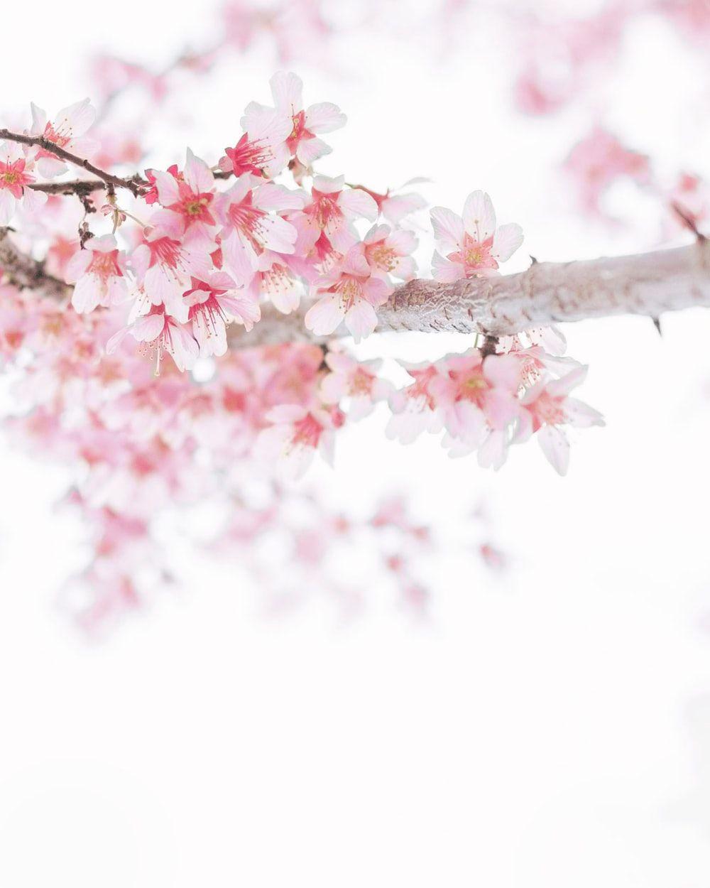 1000x1250 Cherry Blossom Wallpaper: Free HD Download [HQ]