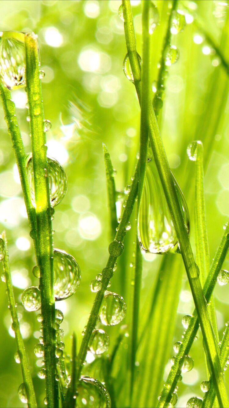 Grass iPhone Wallpapers - Top Free Grass iPhone Backgrounds ...