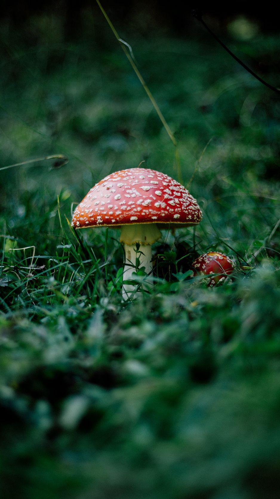 938x1668 Download wallpaper 938x1668 mushroom, fly agaric, grass, forest