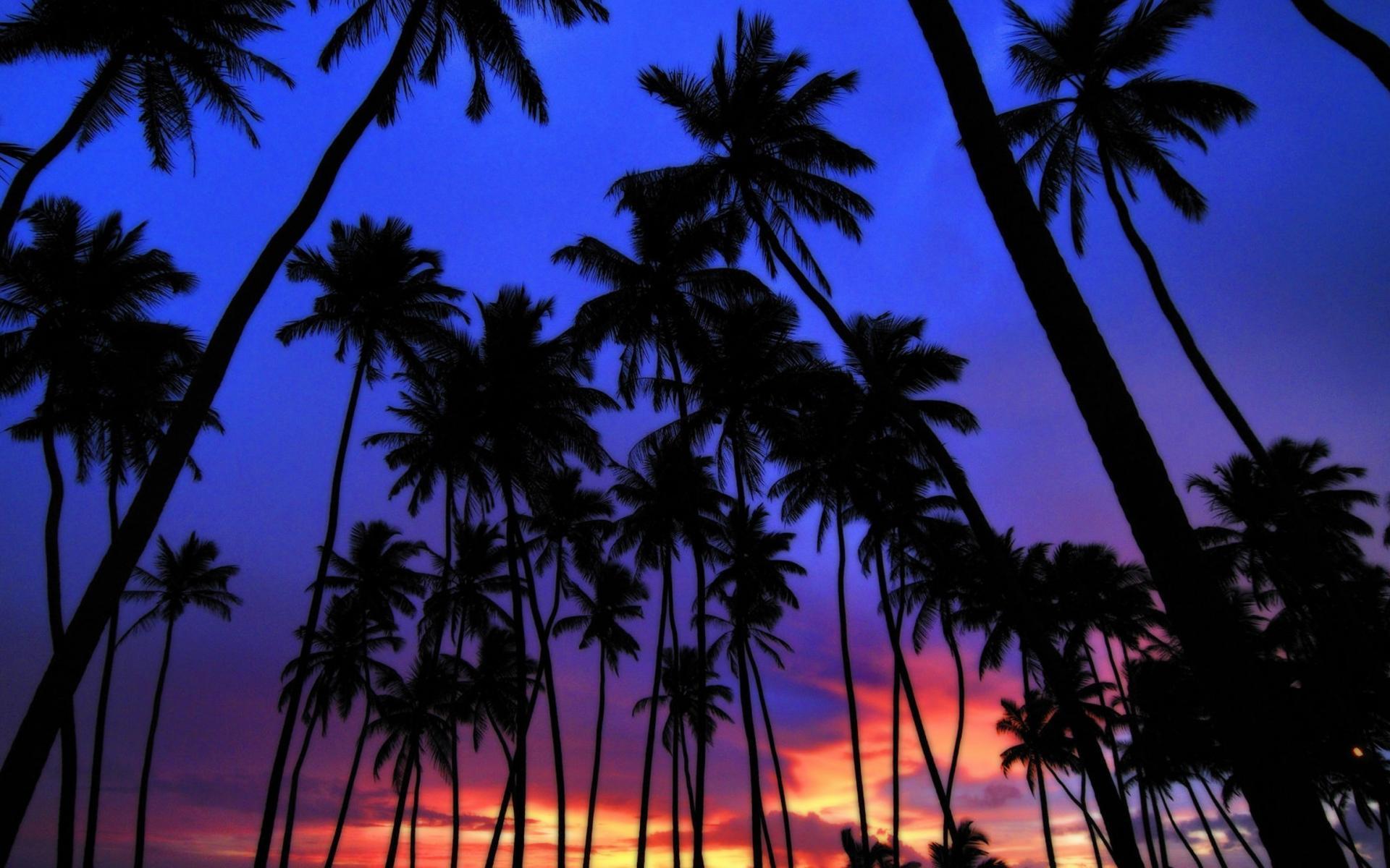 Palm tree, sunset, beach, miami, palmera, palms, playa, rose, south, sunset,  HD phone wallpaper | Peakpx