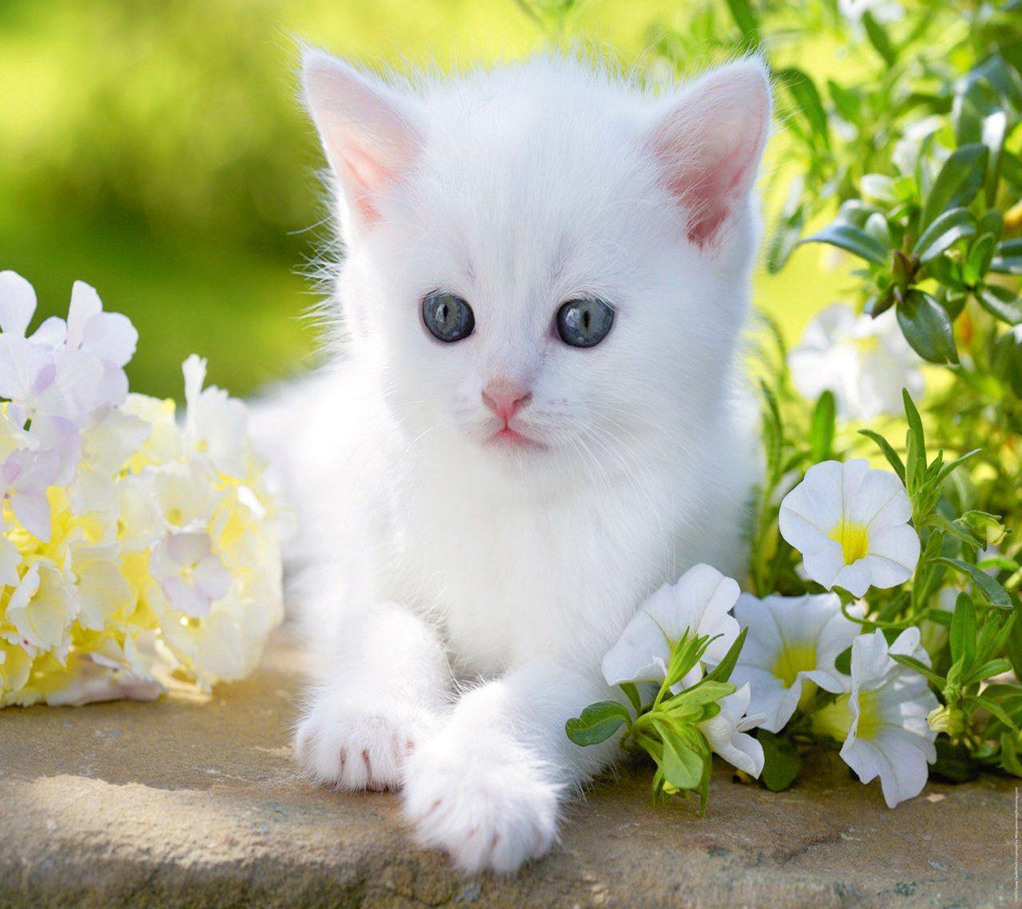 Hình nền mèo trắng 1440x1280