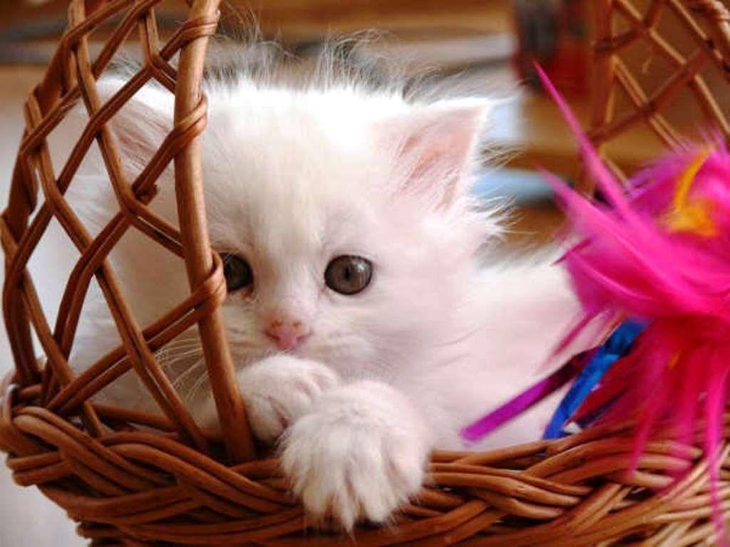 1024x768 HD Cute Cat Wallpaper for Your Desktop. Baby cats, Kittens