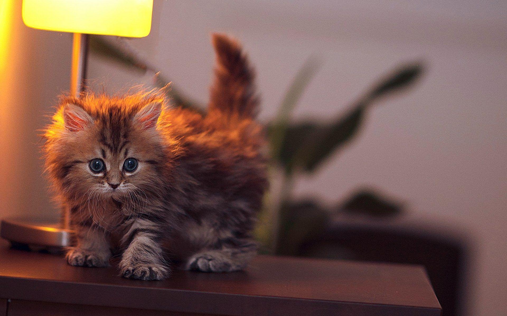 1920x1200 Baby Cat Wallpaper