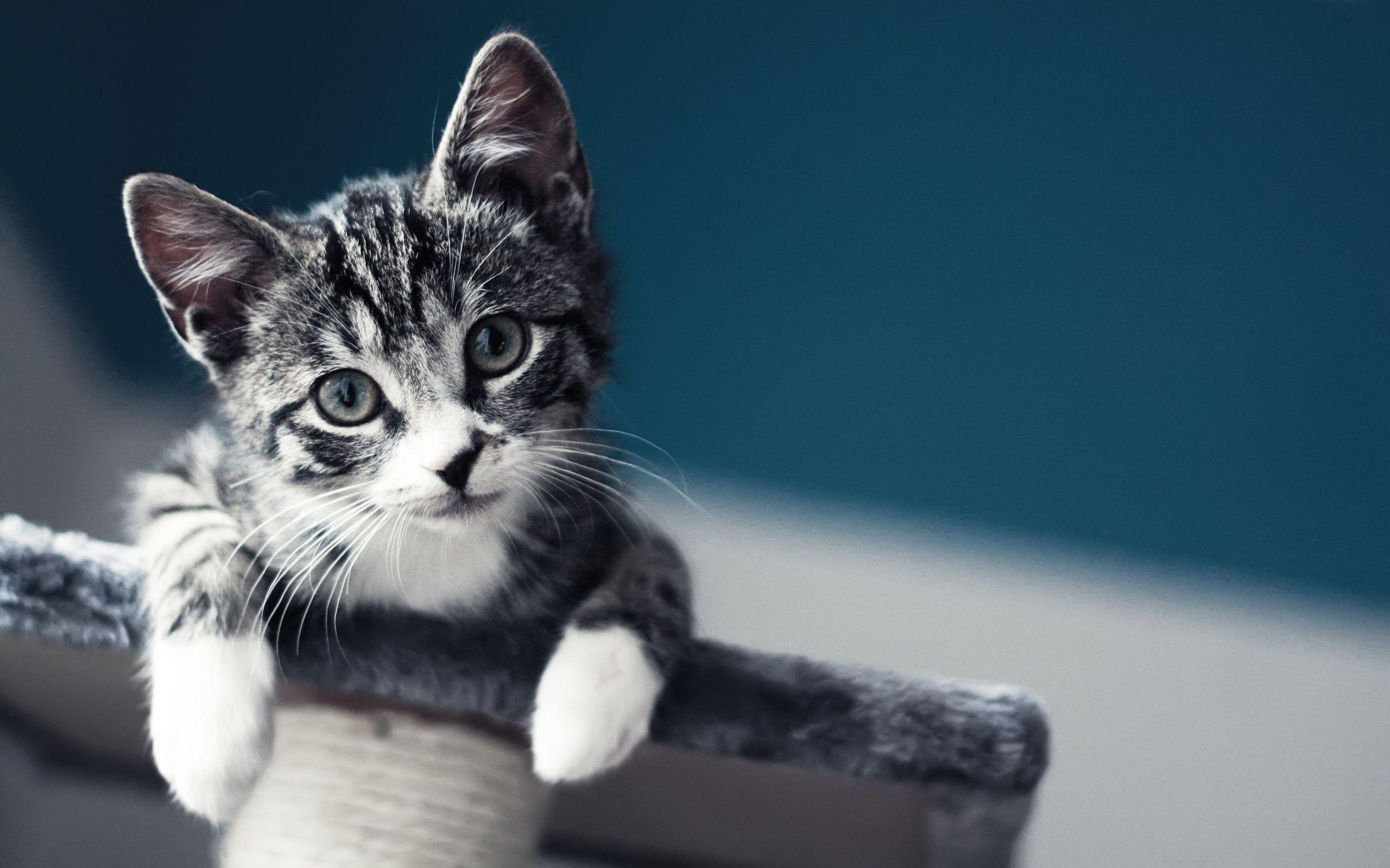 2560x1600 Cute Baby Cat Wallpaper MacBook Air Wallpaper Download