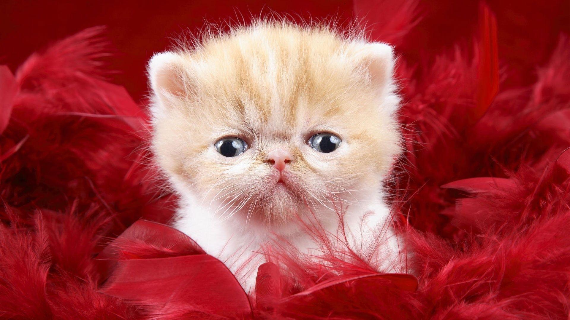Baby Cat Wallpapers Top Free Baby Cat Backgrounds WallpaperAccess