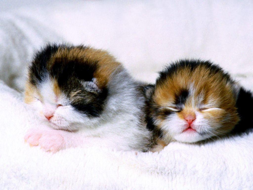1024x768 Funny Baby Cats 9 HD Wallpaper