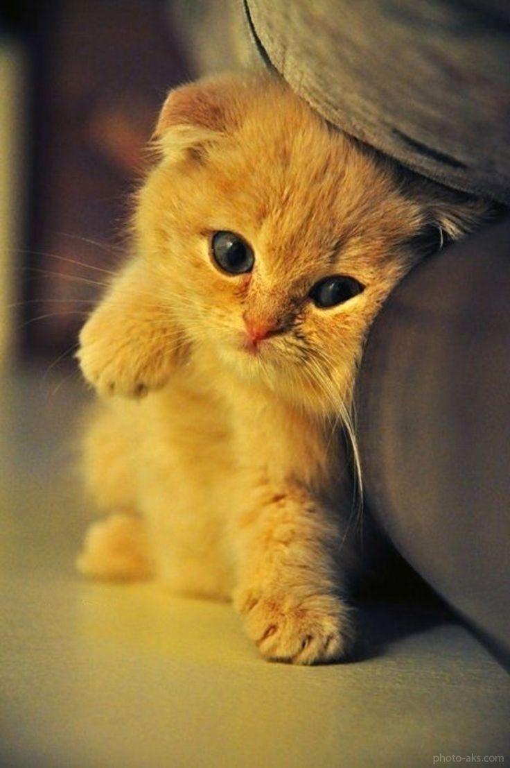 736x1107 Cute baby Cats Wallpaper for Android