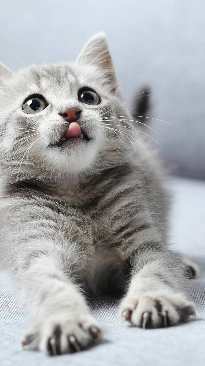 720x1280 Baby cat wallpaper