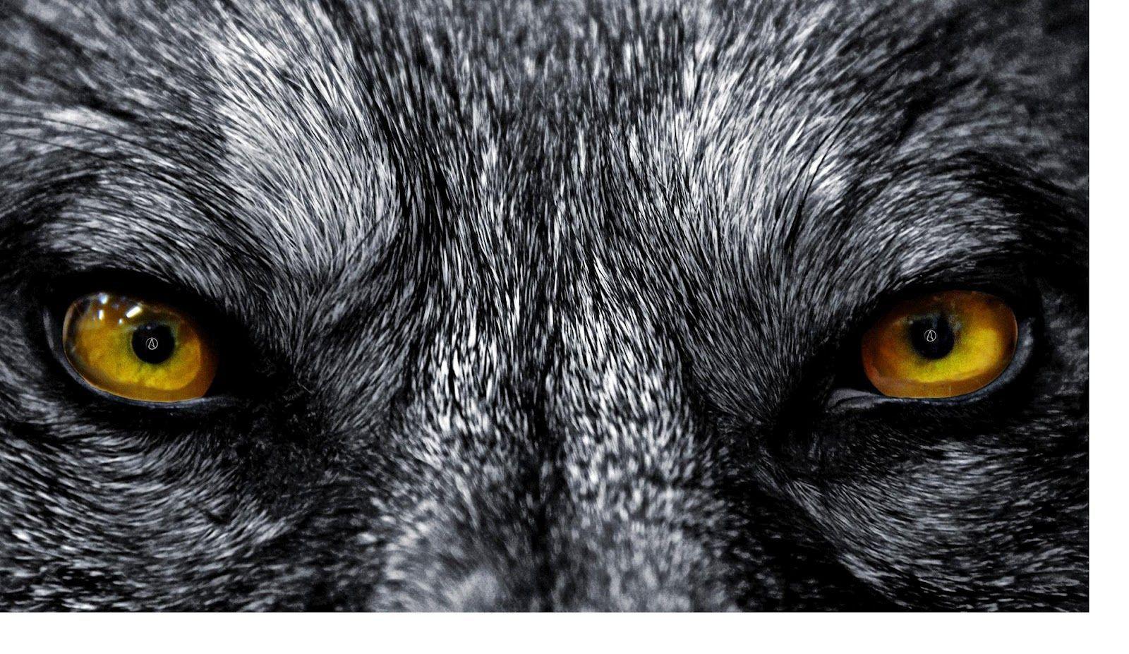 1600x927 Idea by Grant Laughlin on CHILDREN OF THE NIGHT PART 1. Wolf eyes