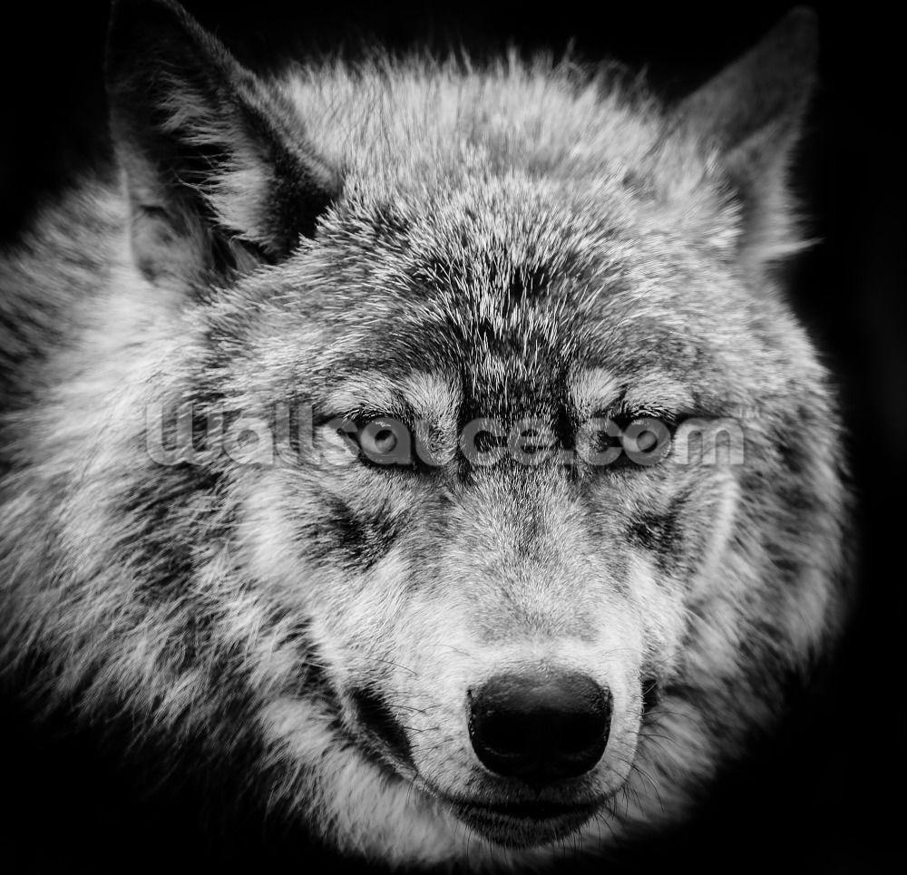 My Image 31
