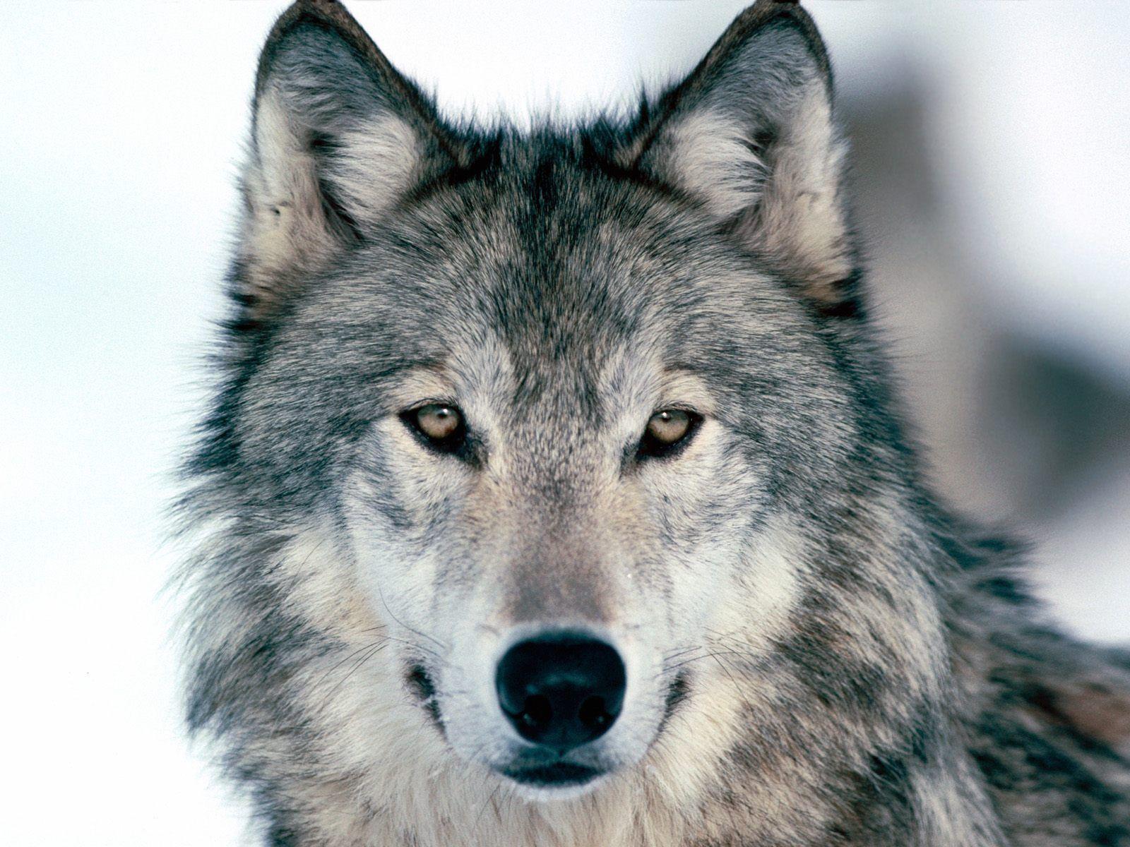 1600x1200 Look Into My Eyes Winter Wolf Wallpaper Wolves Animals Wallpaper