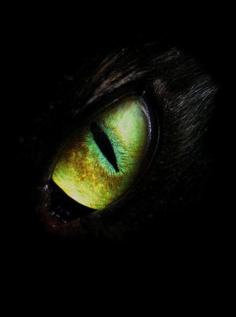 954x1280 Eye wolf wallpaper