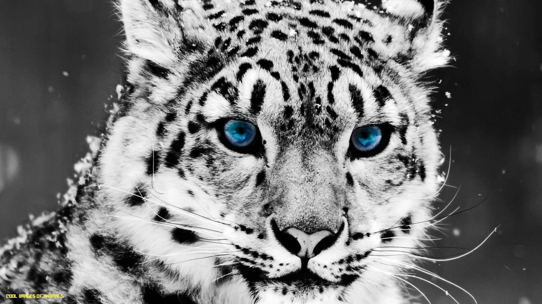 1750x984 Snow, Leopard, HD Animal Wallpaper, Pet Love, Cool