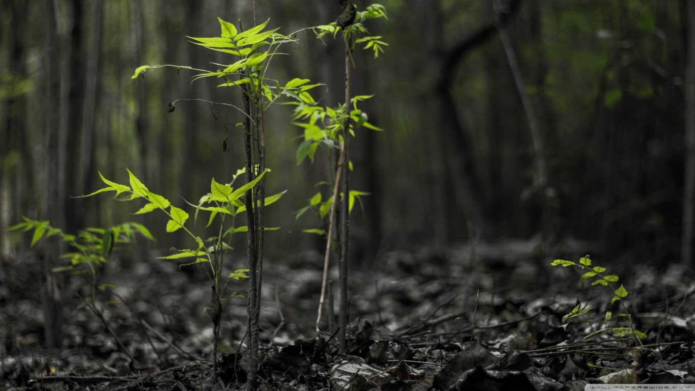 1366x768 Wallpaper World Beautiful Places Cave With Most Nature In The HD
