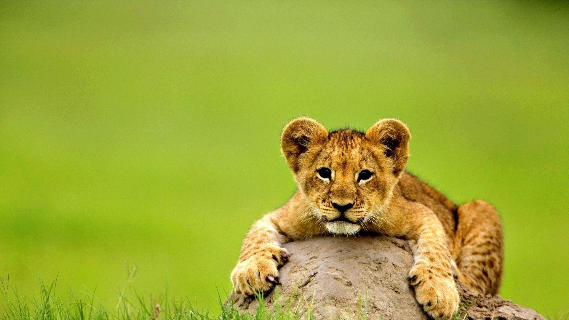 1920x1080 Free download Cute lion baby animal wallpaper HD Wallpaper Rocks