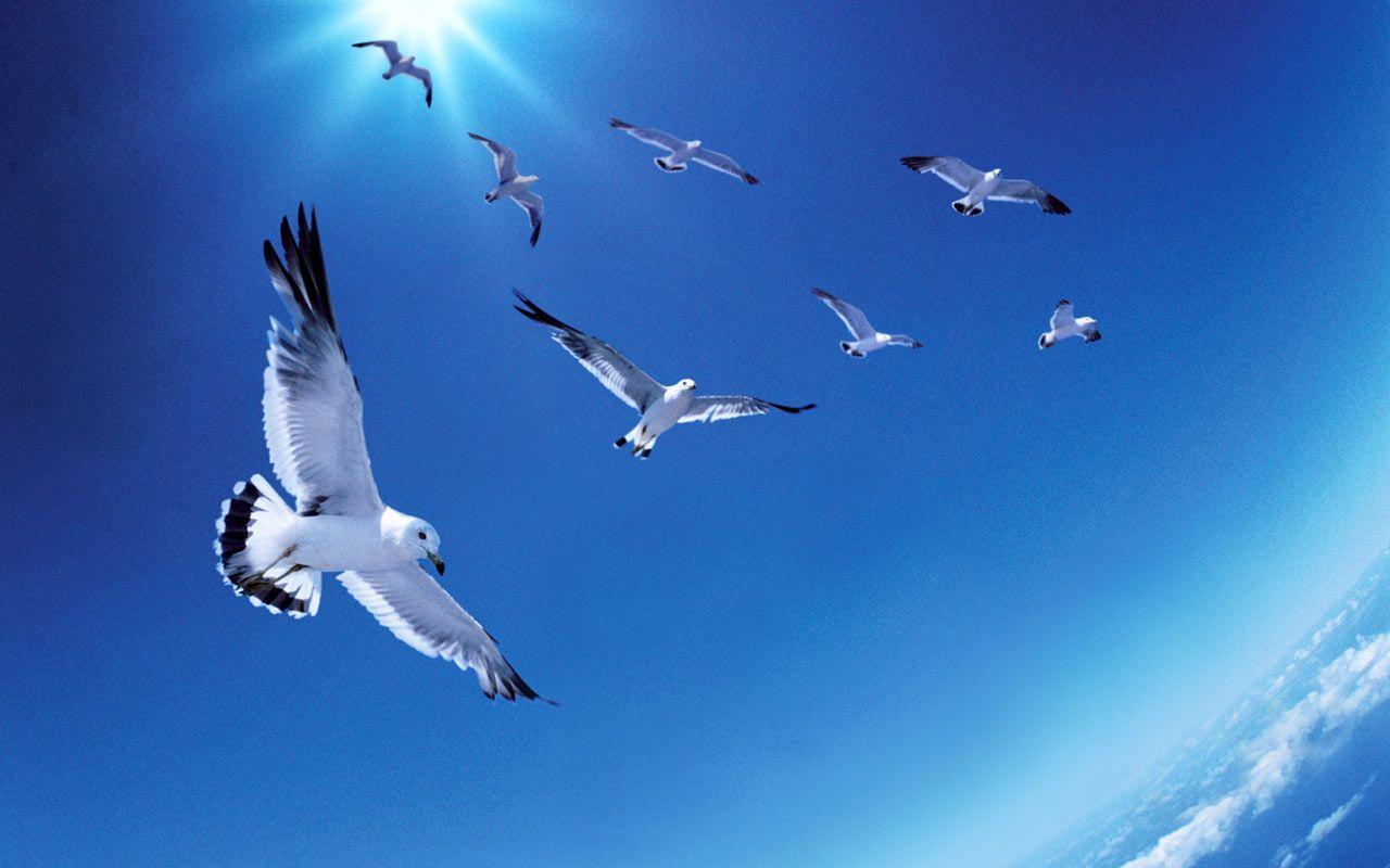 1280x800 Bird Nature Fly HD Wallpaper