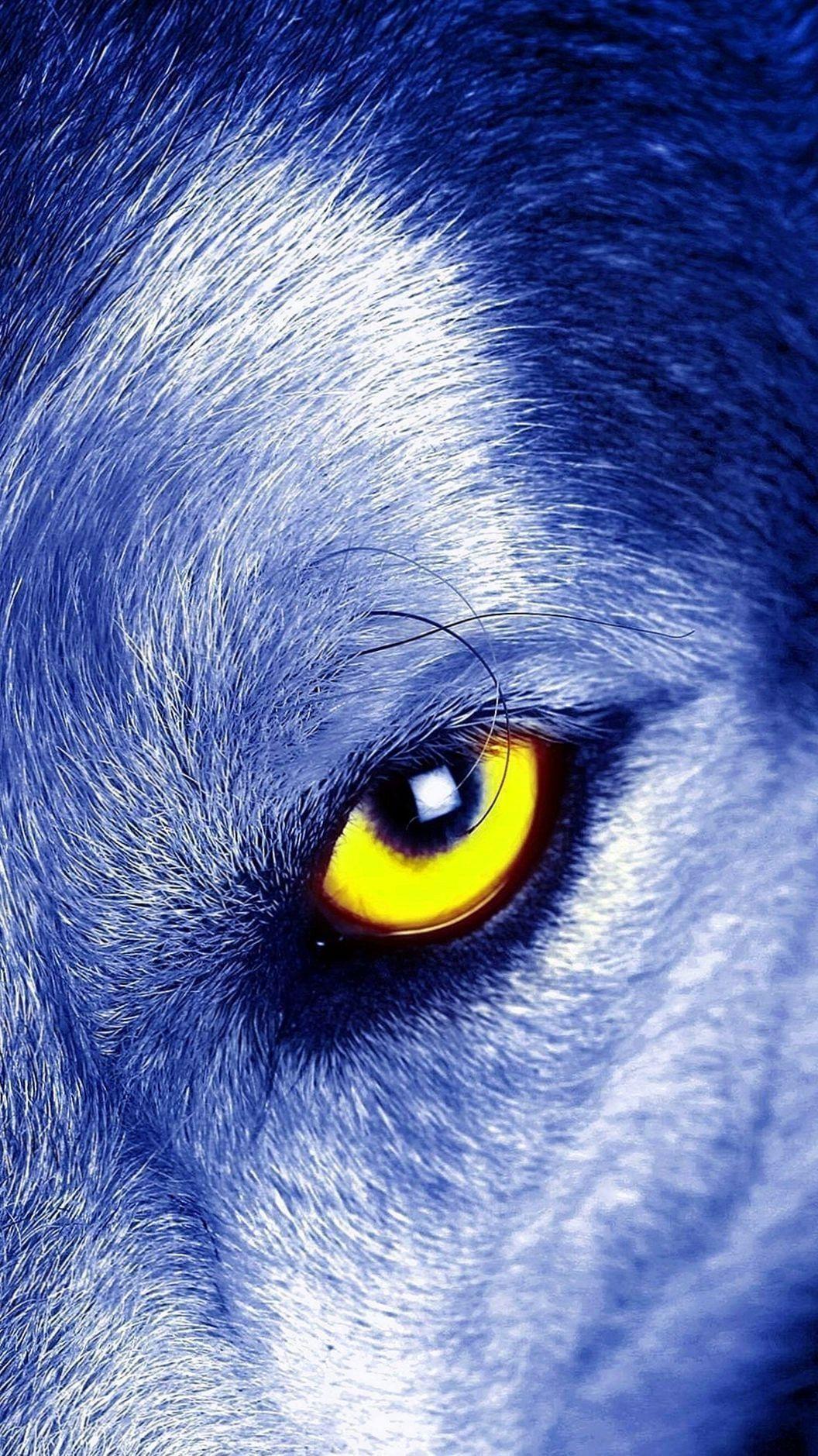 Wolf Eyes Wallpapers - Top Free Wolf Eyes Backgrounds - WallpaperAccess