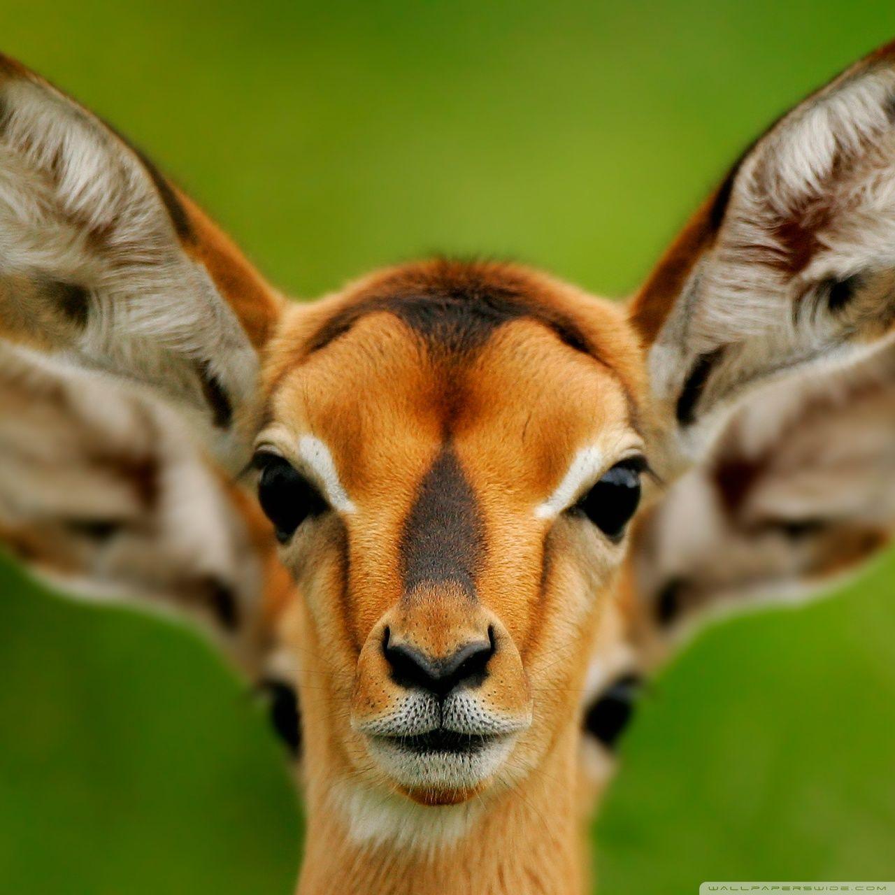 1280x1280 Zendha: Animal Wallpaper HD