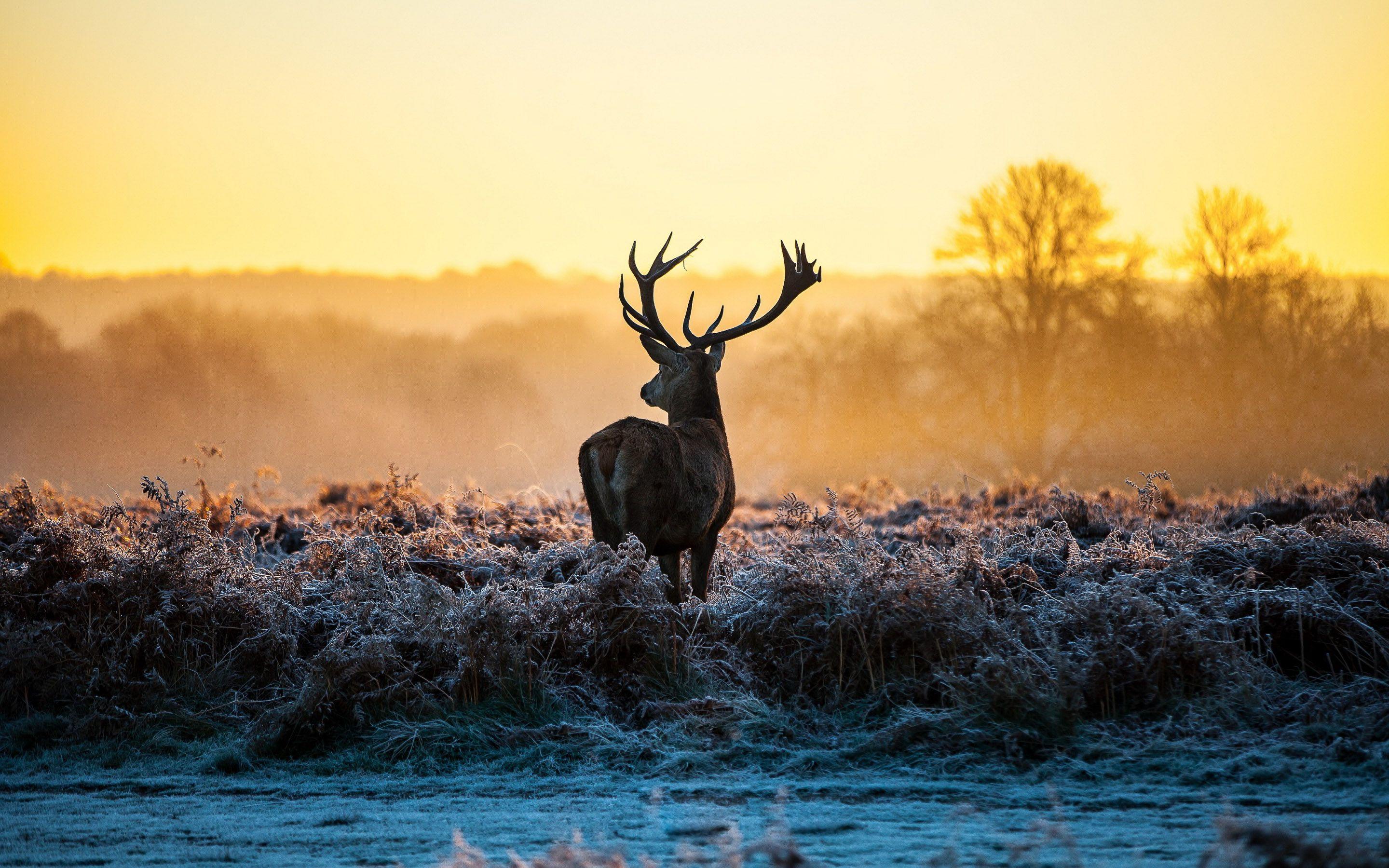 2880x1800 Beautiful HD Animal Wallpaper for Pc