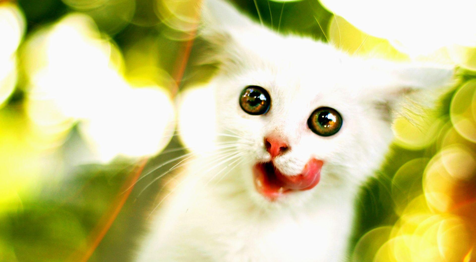 1920x1058 Animals Wallpaper Free Download. Wild animal wallpaper, Animal