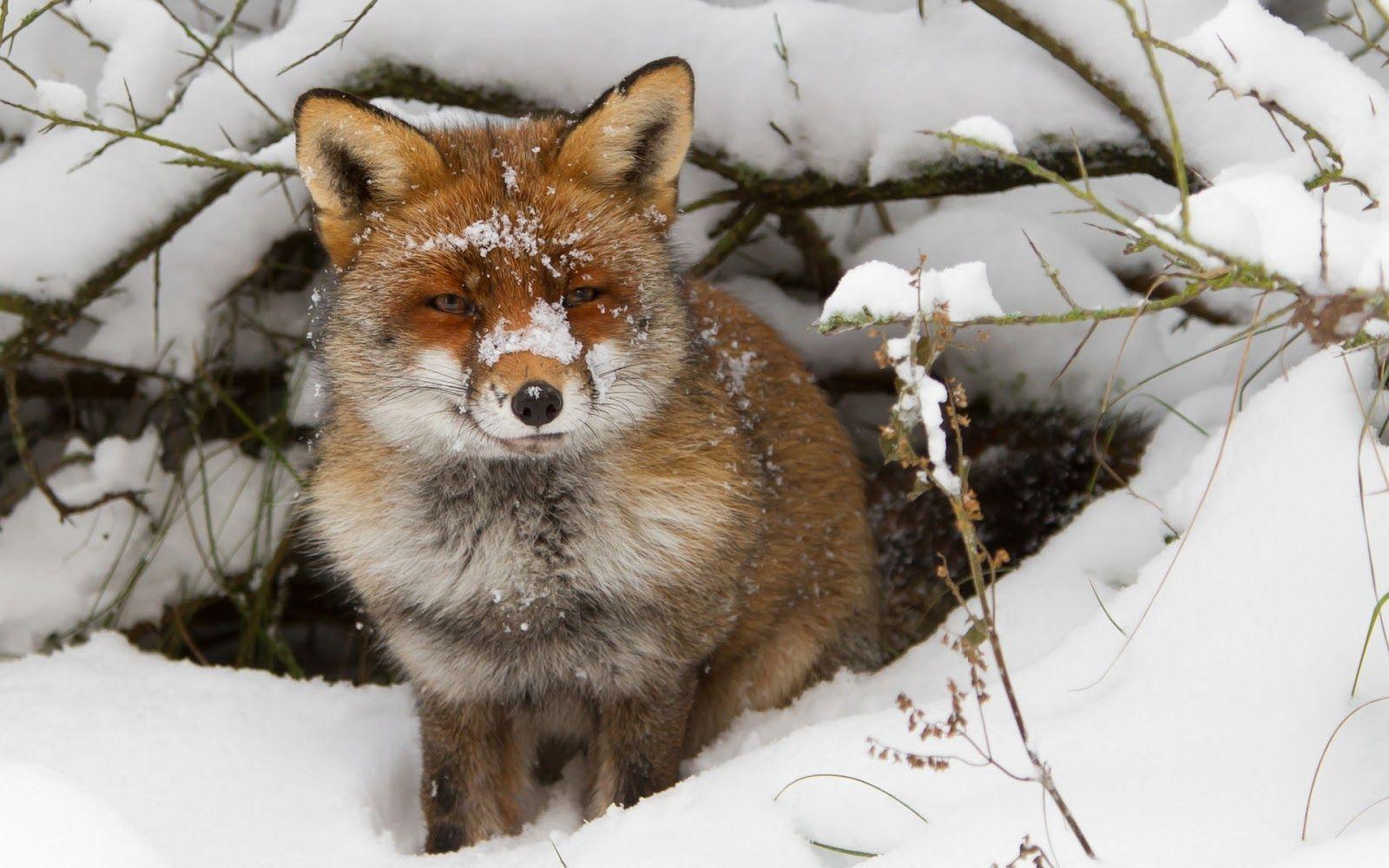 1600x1000 Winter wallpaper with a red fox. HD Animals Wallpaper