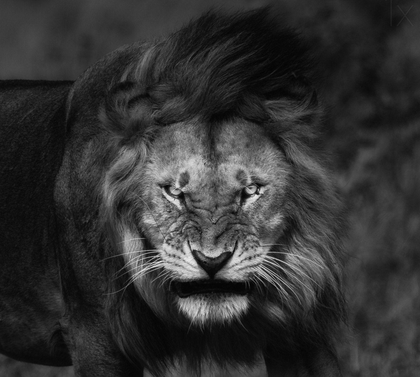 1600x1436 Angry Lion Expression Greyscale Wallpaper and Free Stock