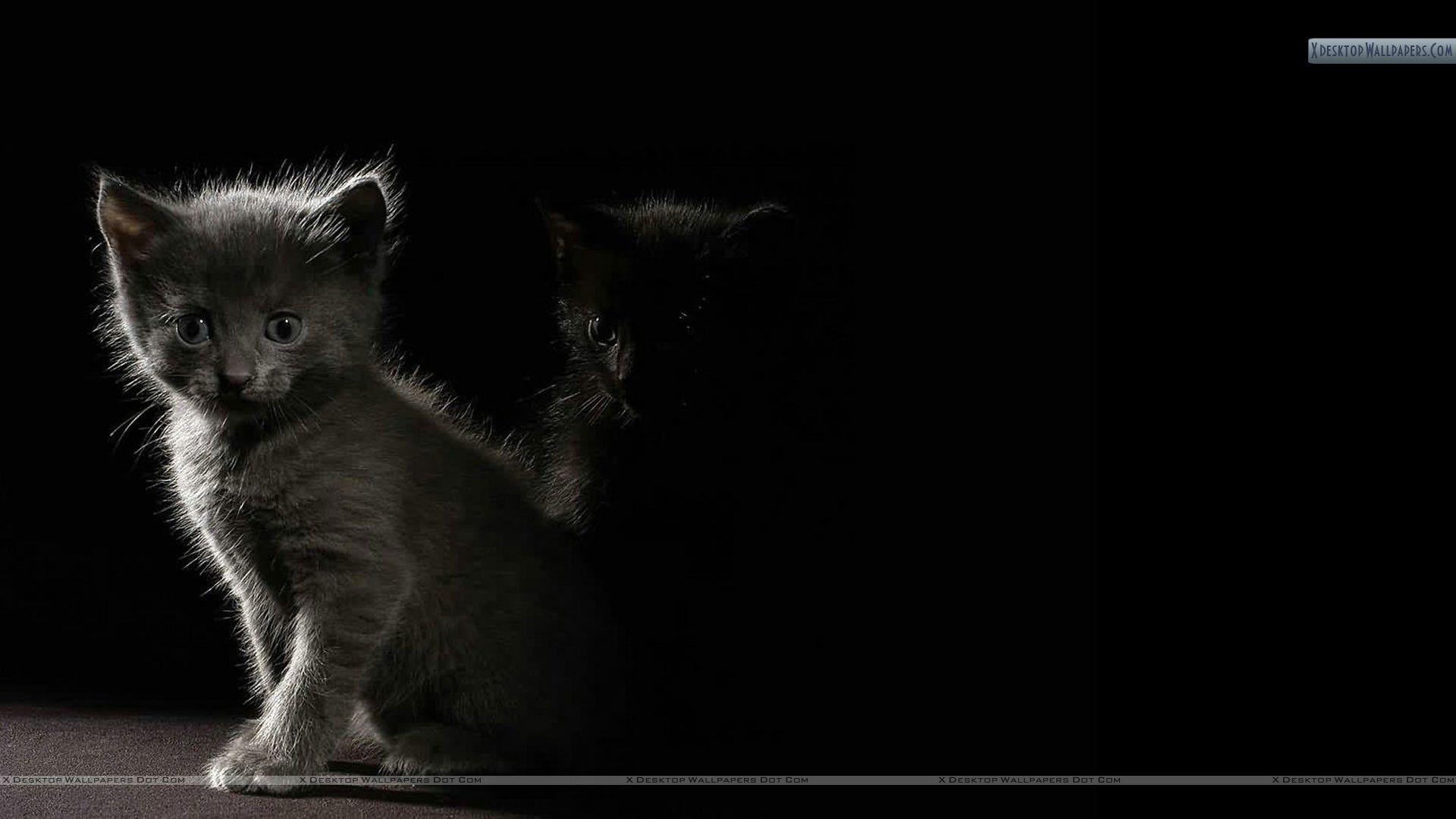 1920x1080 Free download Cat In Dark Shadow Wallpaper [1920x1080]