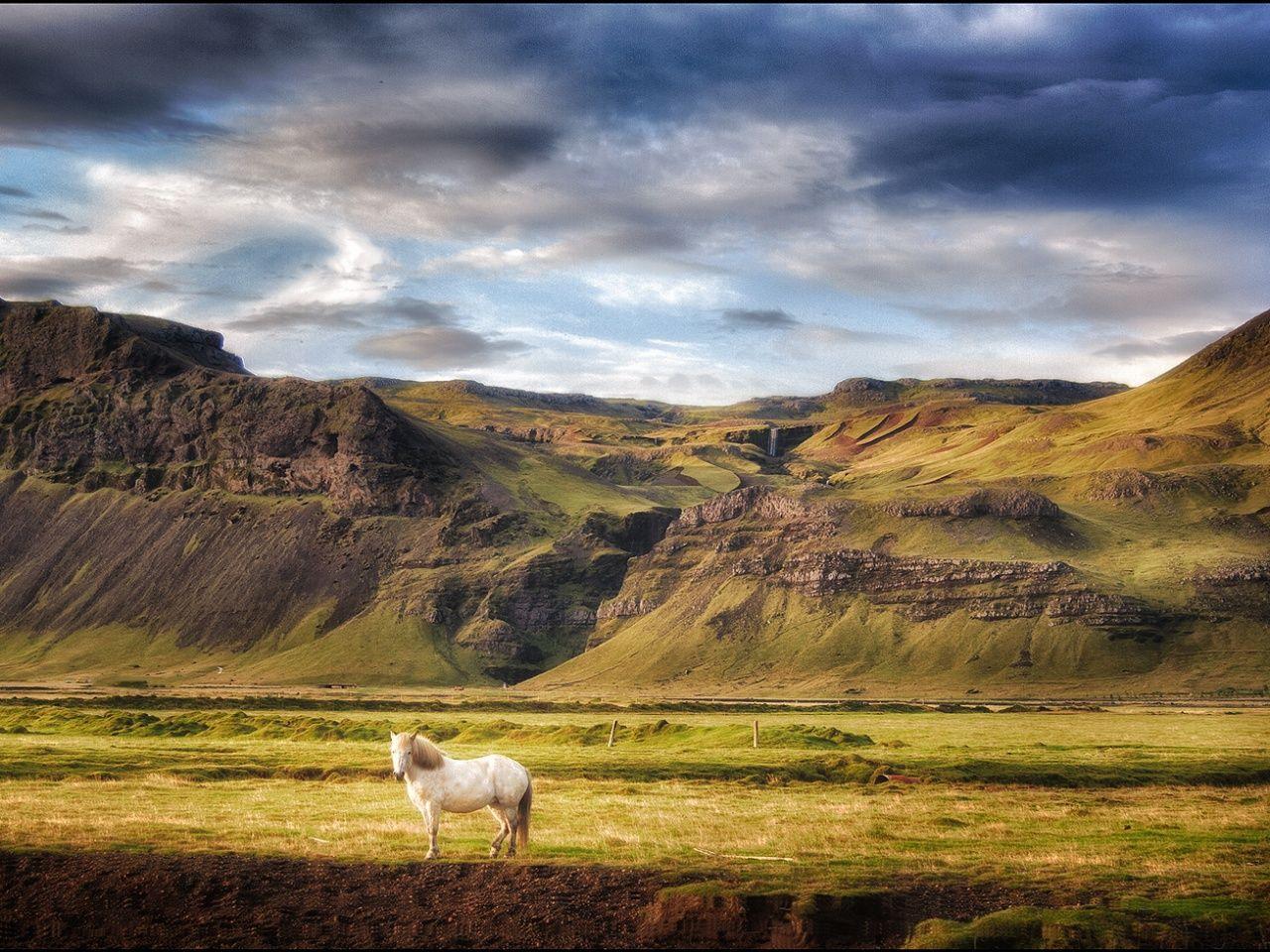 1280x960 Iceland landscape and white horse Wallpaperx960
