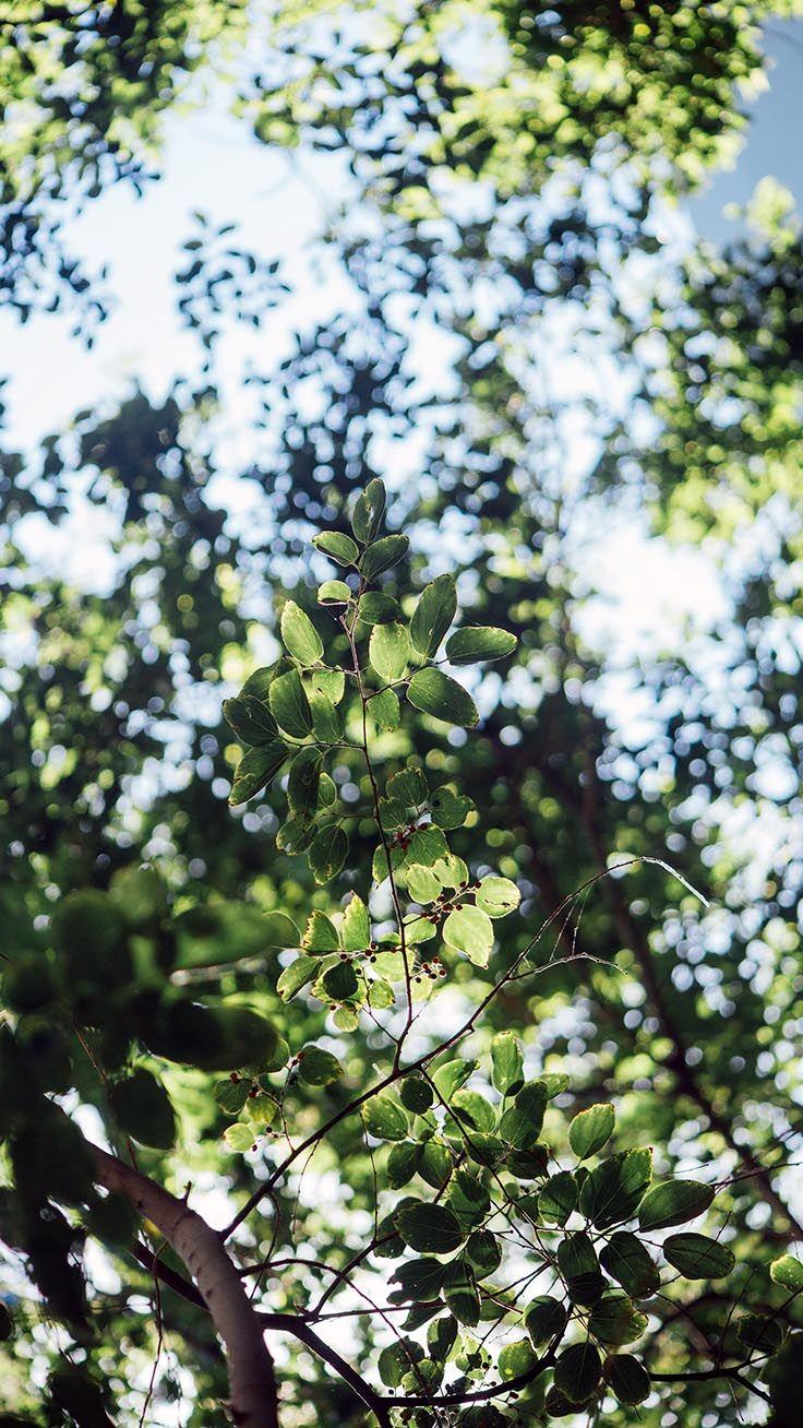 736x1308 Botanical iPhone Xs Max Wallpaper