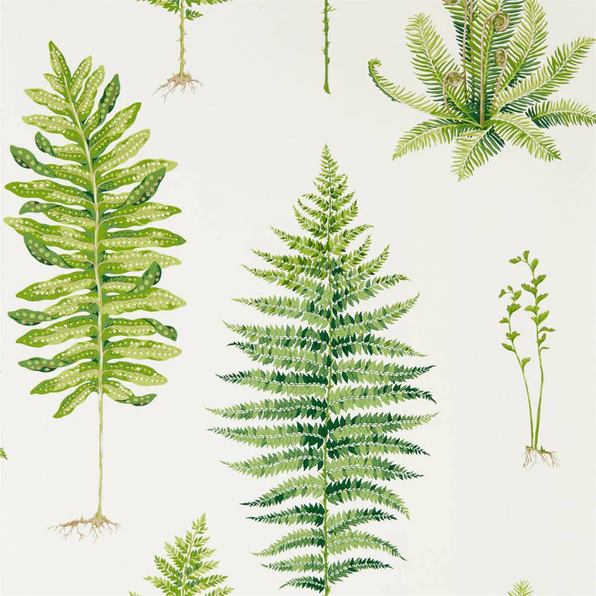 1200x1200 Fernery Wallpaper Green