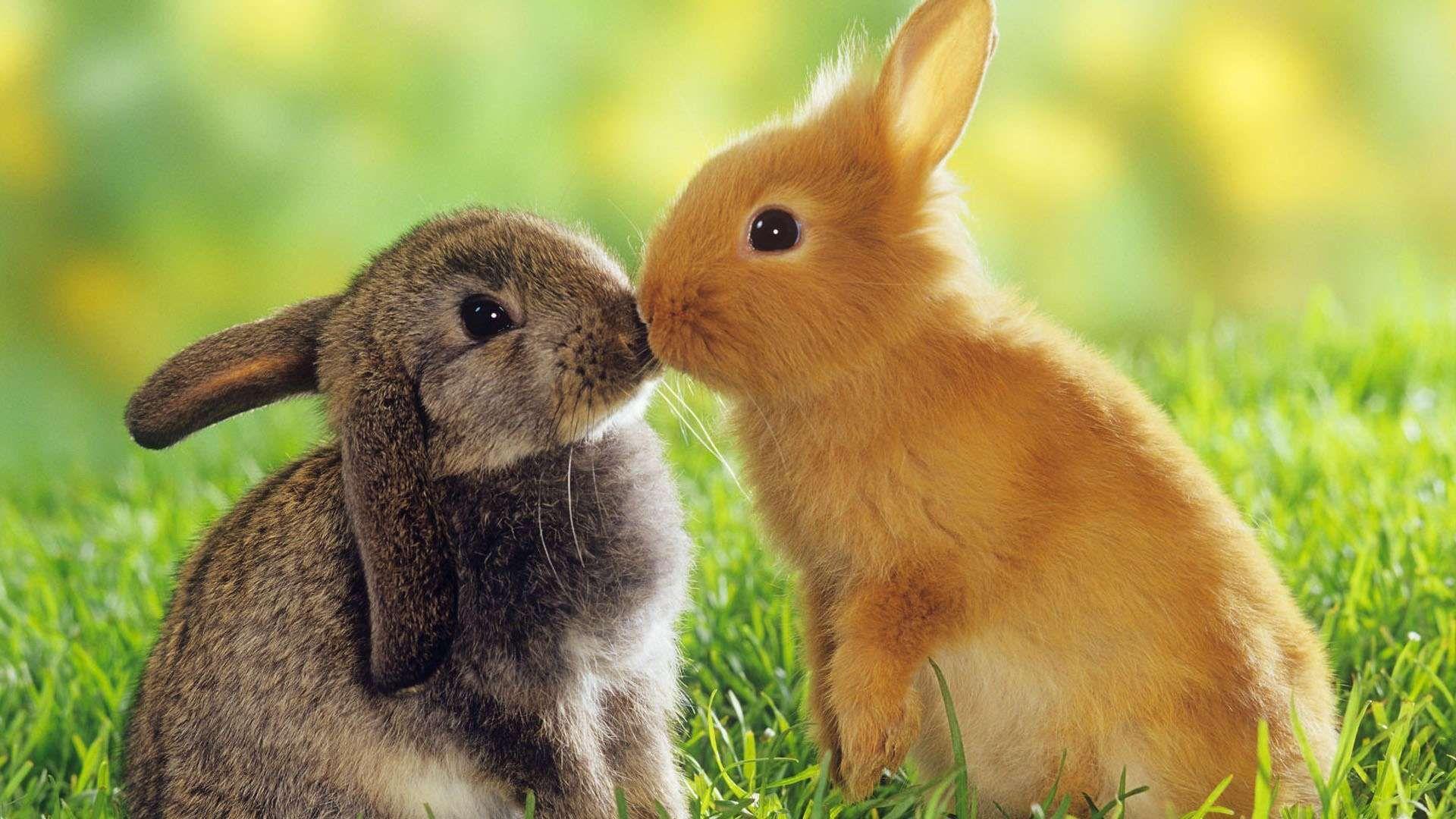 1920x1080 Kissing Bunnies HD Wallpaper. Animals kissing, Cute animals