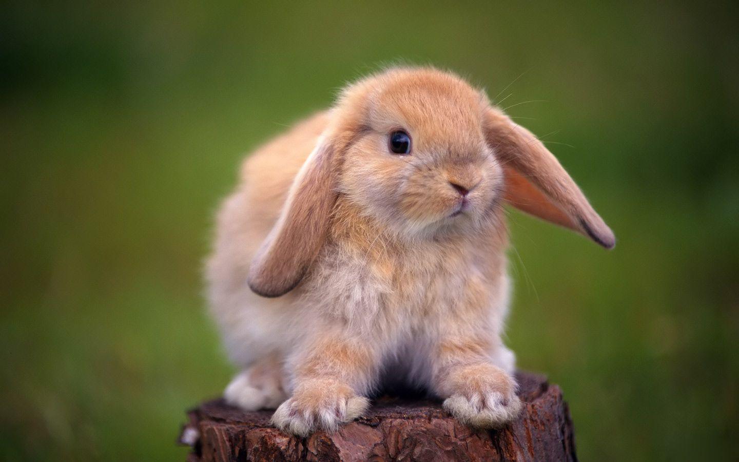 1440x900 Free download white rabbit wallpaper brown rabbit wallpaper
