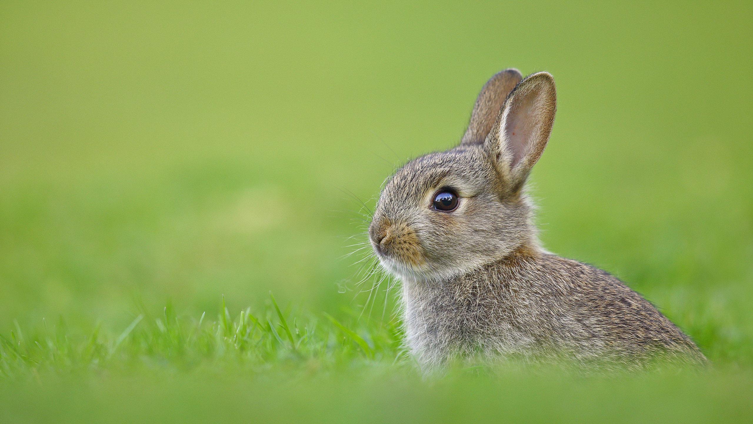 Rabbit Computer Wallpapers - Top Free Rabbit Computer Backgrounds ...