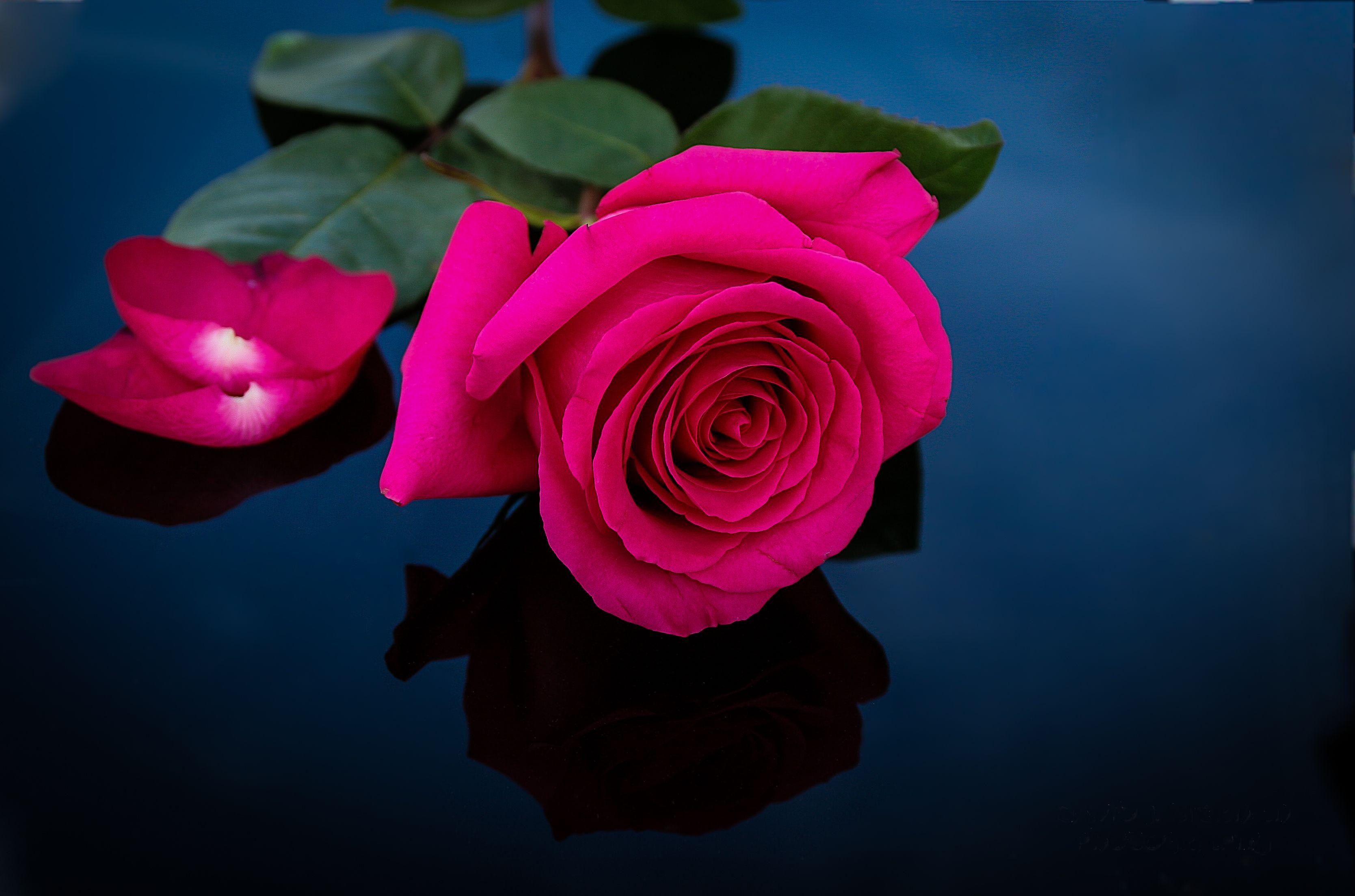 Hình nền HD 3337x2207 Pink Rose